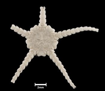 Media type: image;   Invertebrate Zoology OPH-424 Aspect: ventral